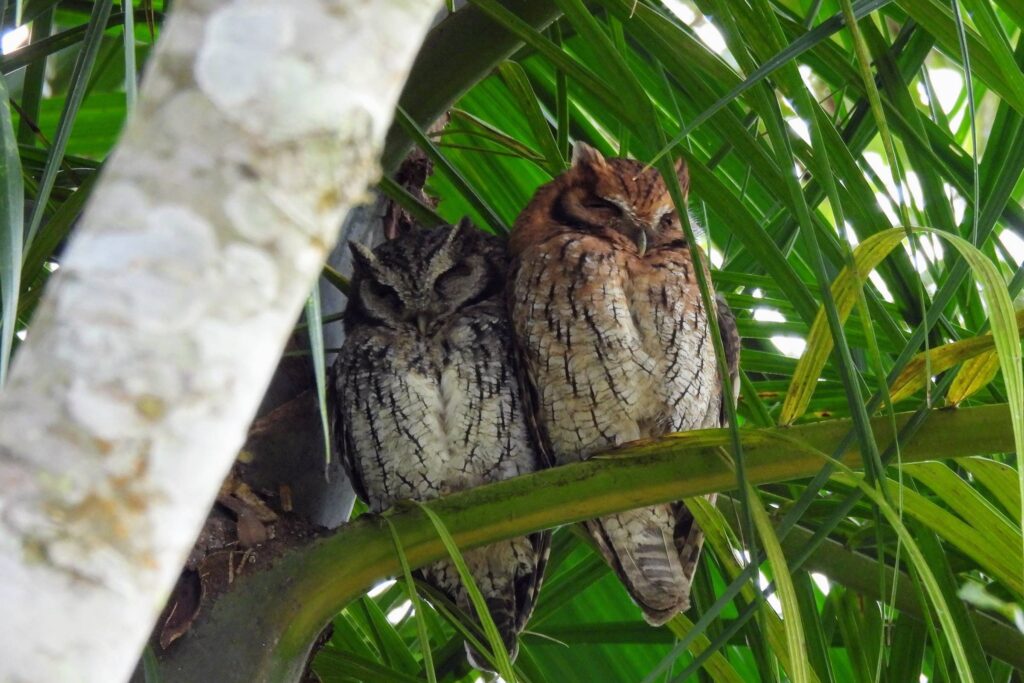 Descubra os passeios de observação de aves na Mata Atlântica - 28/06/2025 - Turismo