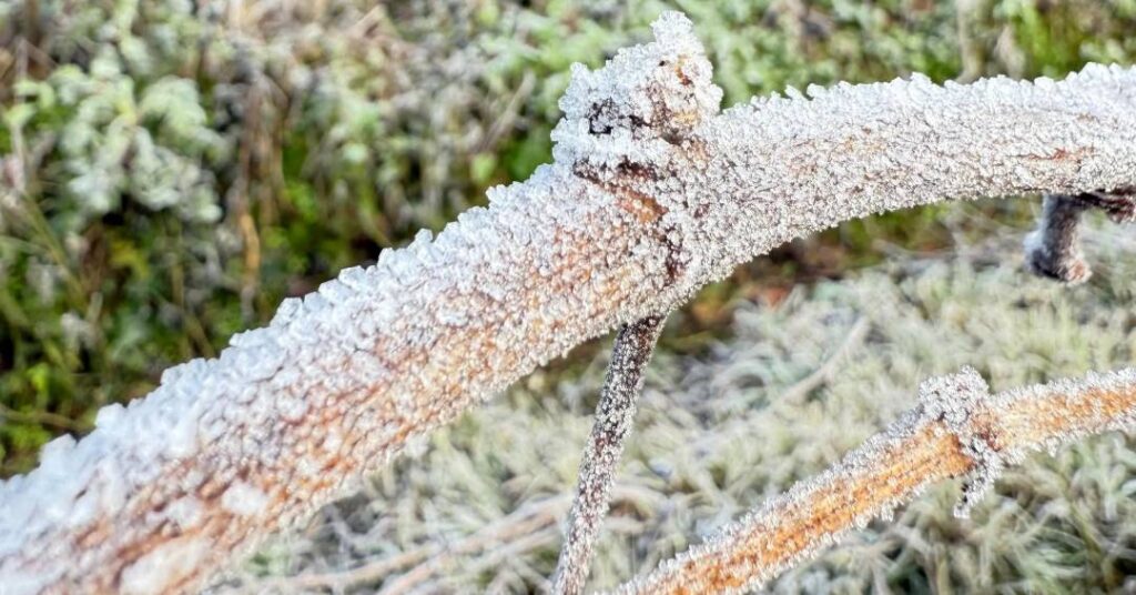 Geada cobre de branco campos e vinhedos no Rio Grande do Sul; confira as imagens