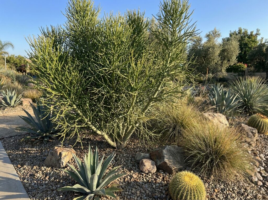 Aveloz em jardim ornamental mostrando uso decorativo da planta Euphorbia tirucalli