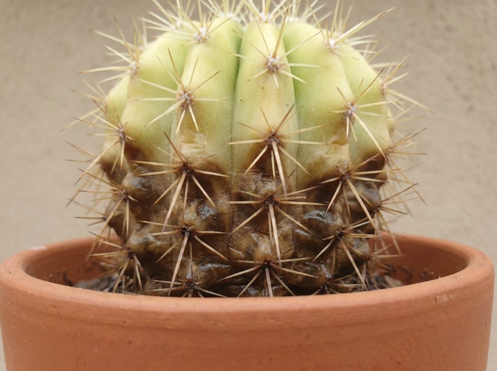 cacto com base escurecida e mole mostrando apodrecimento por excesso de água