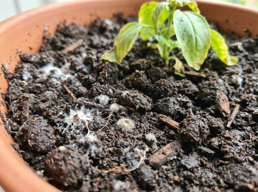 solo com mofo superficial e excesso de matéria orgânica após uso errado de fertilizantes caseiros para plantas