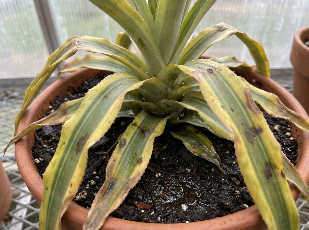 Folhas de abacaxi ornamental amareladas indicando excesso de rega