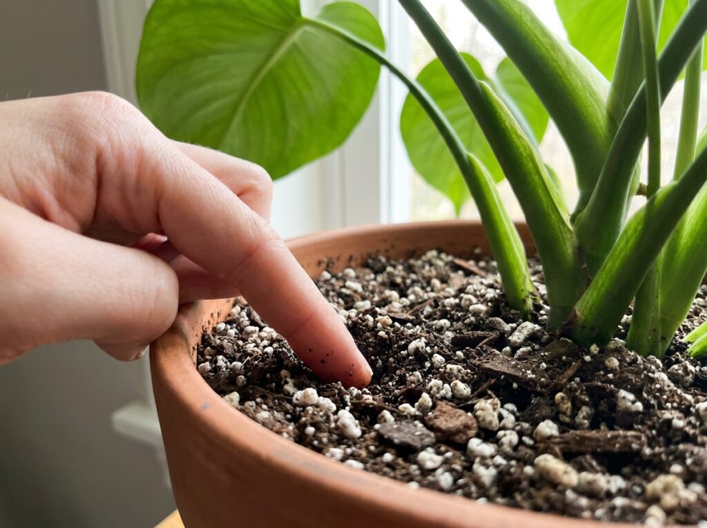 mão testando umidade do solo com dedo em planta tropical para saber como cuidar de plantas tropicais