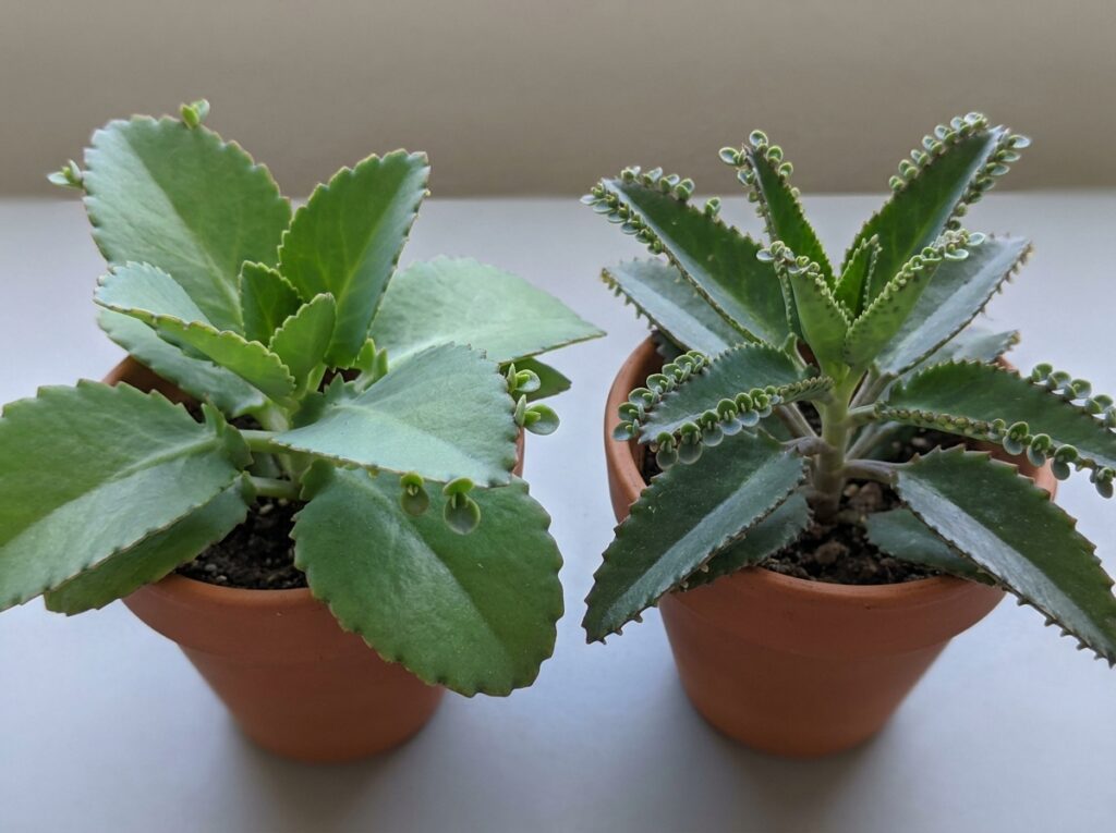 Comparação entre kalanchoe pinnata e daigremontiana mostrando diferenças entre plantas chamadas de bálsamo