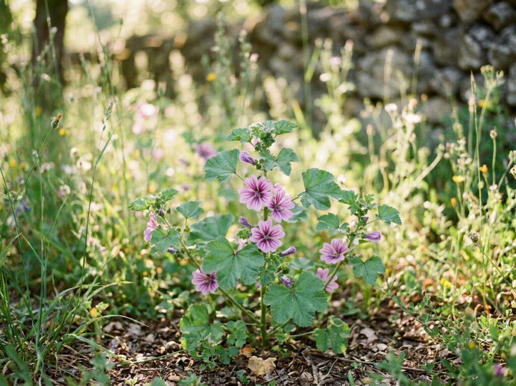Planta malva com flores roxas em ambiente natural mostrando a Malva sylvestris