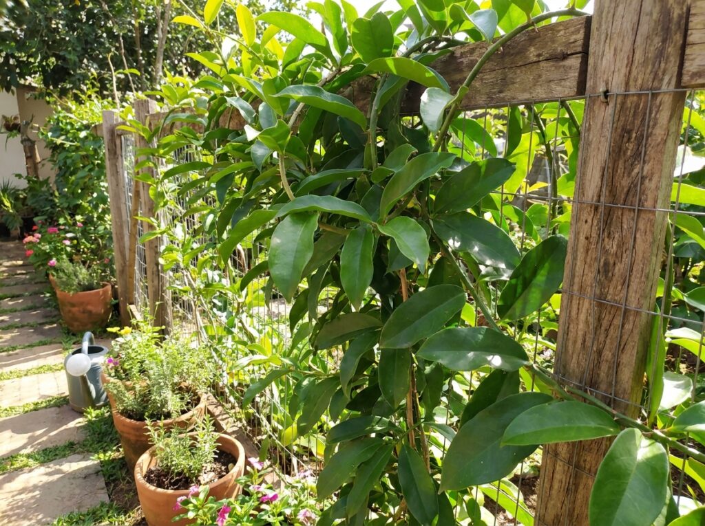 Ora-pro-nóbis crescendo em cerca mostrando cultivo doméstico da planta nutritiva