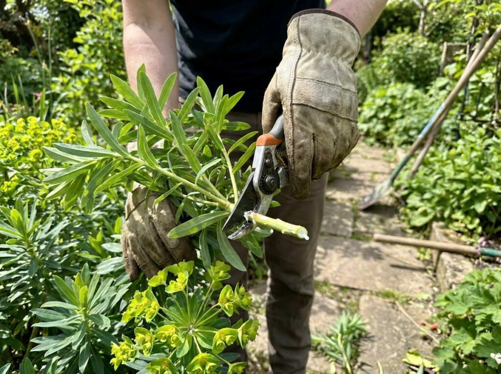 Pessoa usando luvas ao manusear aveloz mostrando cuidado com planta tóxica