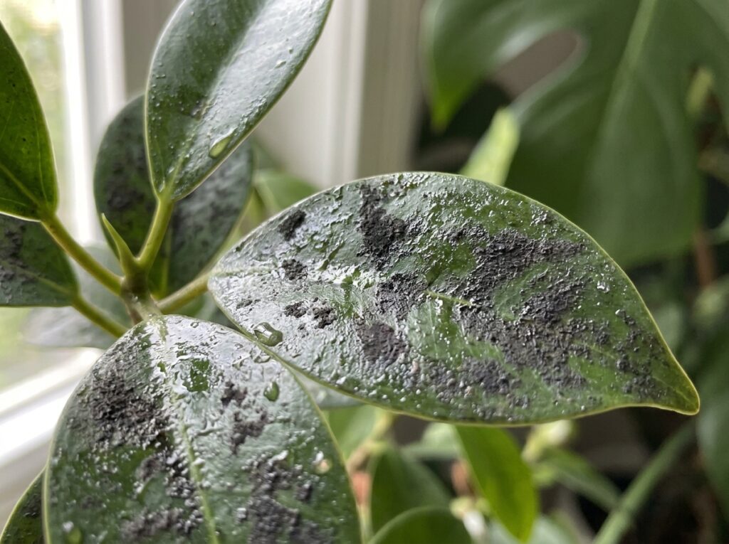Folhas com melada pegajosa e fumagina causadas por cochonilhas em plantas