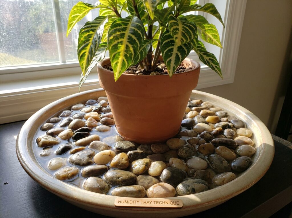 vaso de aphelandra sobre bandeja com pedras e água para aumentar umidade