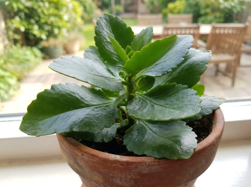 Planta bálsamo com folhas suculentas verdes mostrando a kalanchoe usada medicinalmente