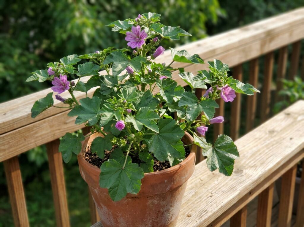 Planta malva cultivada em vaso doméstico mostrando como plantar malva em casa