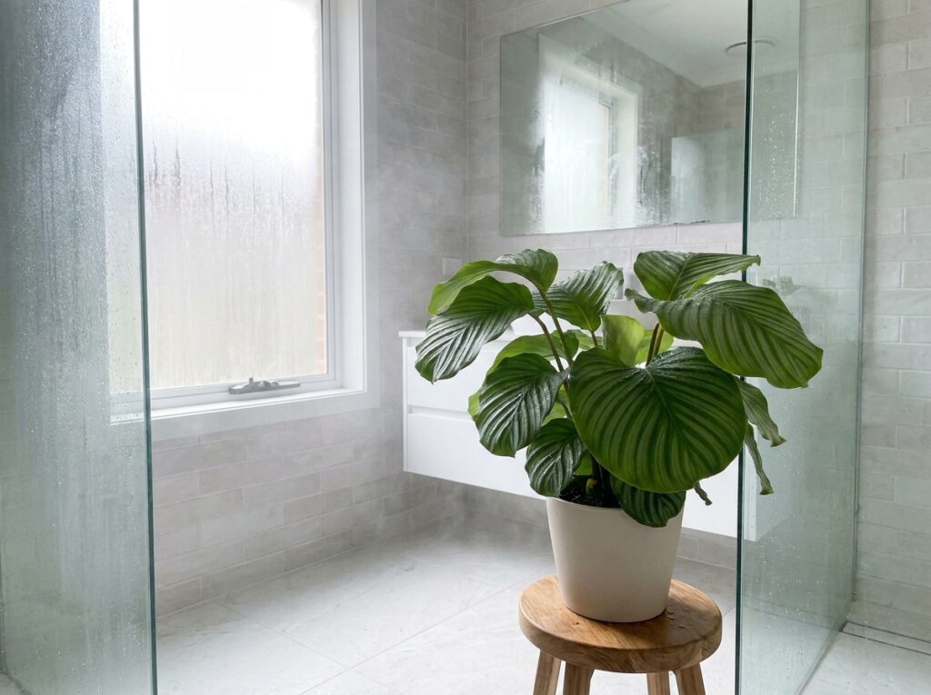 planta tropical em banheiro iluminado mostrando ambiente ideal para cuidar de plantas tropicais