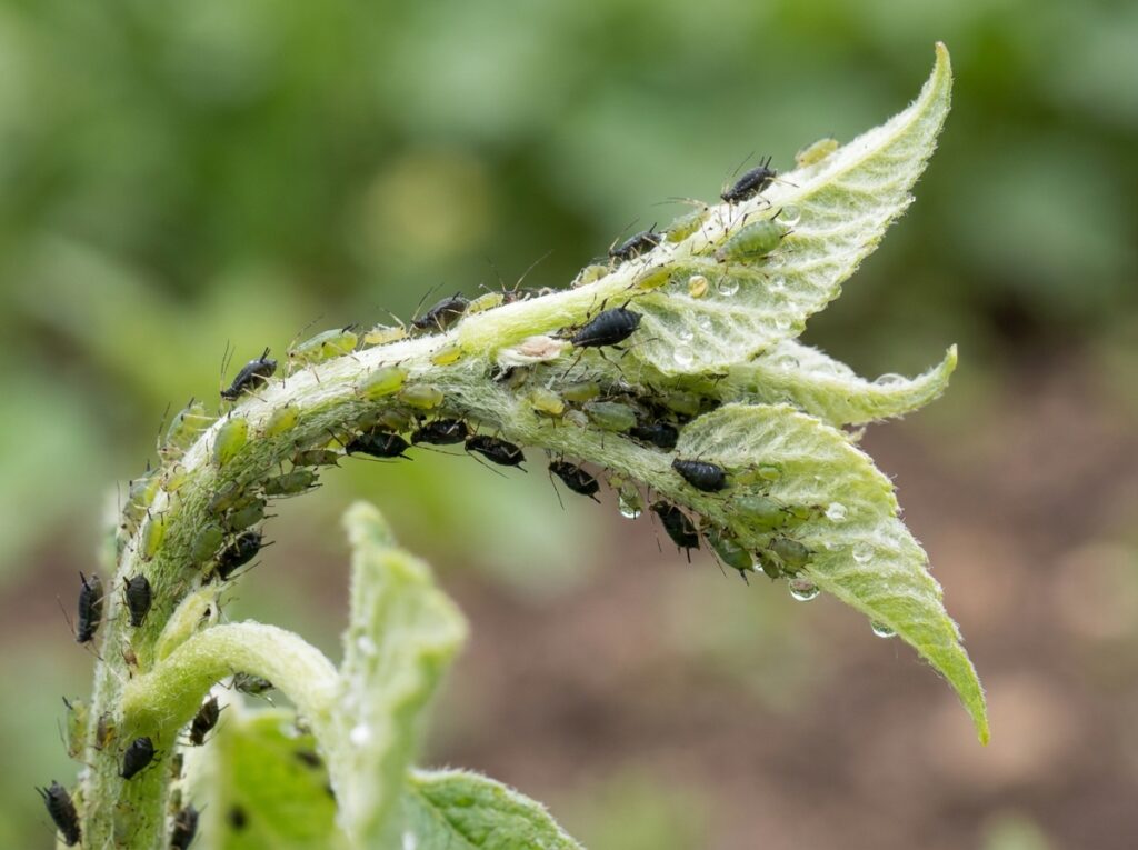 pulgões agrupados em brotos de planta mostrando infestação inicial e sinais típicos de como eliminar pulgões das plantas