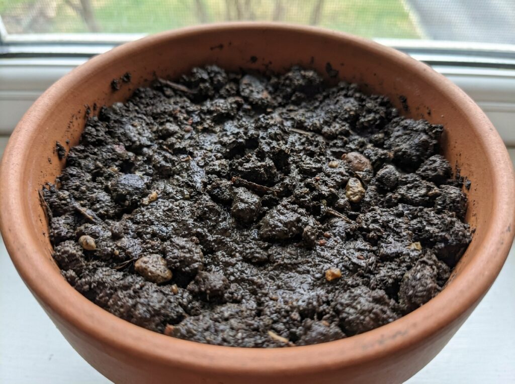 solo compacto e úmido em vaso causando excesso de água em plantas