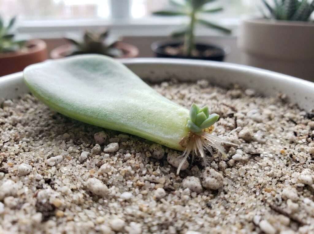 Folha de suculenta criando raízes e broto mostrando como fazer muda de plantas por folha