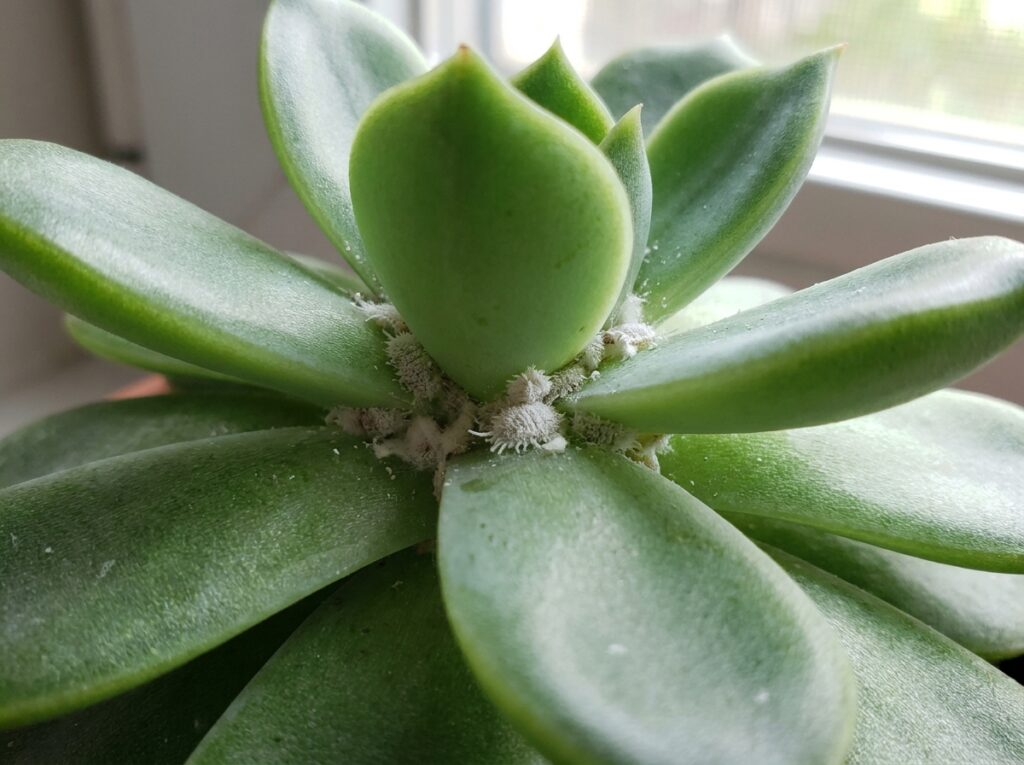 Cochonilhas em suculenta com aparência branca algodão